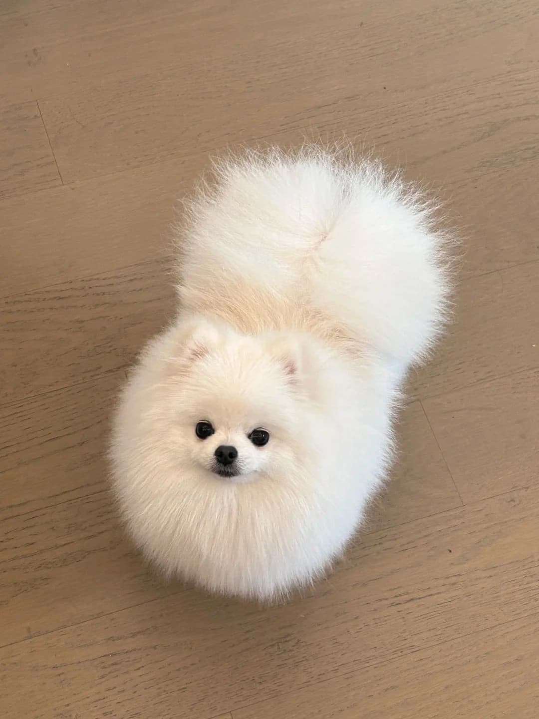 Original dog photo used for AI dog portrait generation