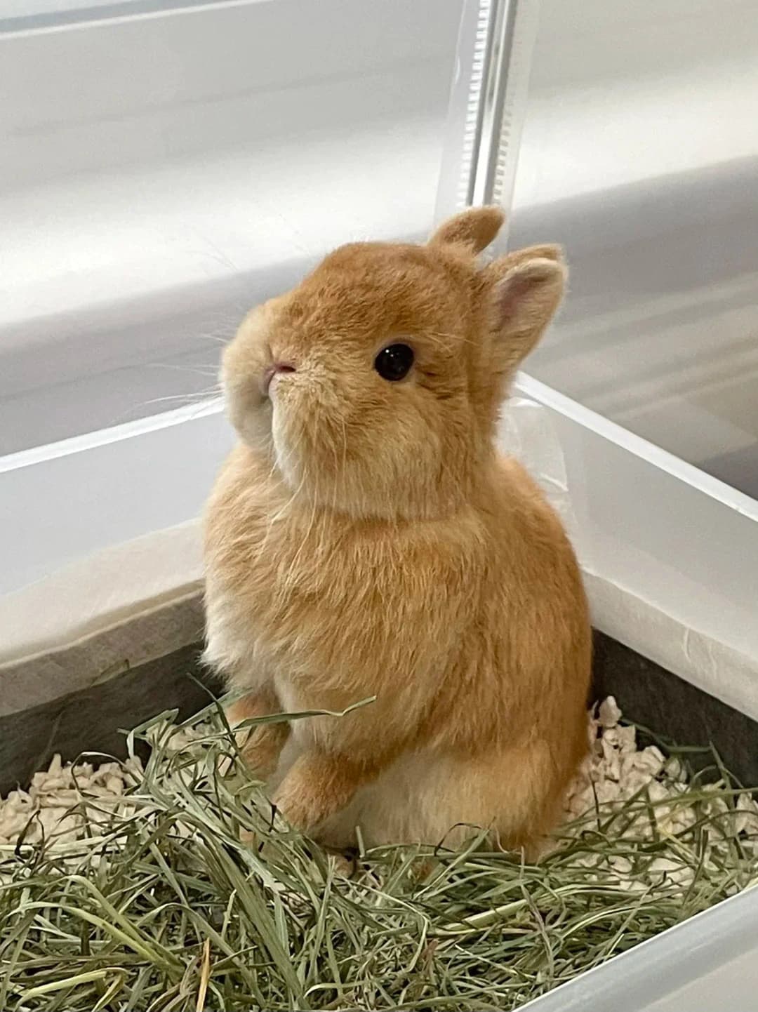 Original rabbit photo used for AI rabbit portrait generation