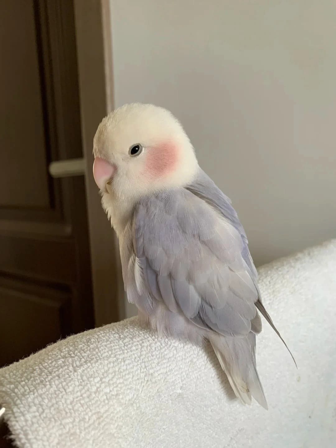 Original bird photo used for AI bird portrait generation