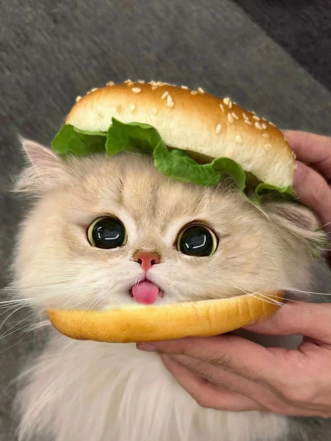 Original cat photo used for AI cat portrait generation