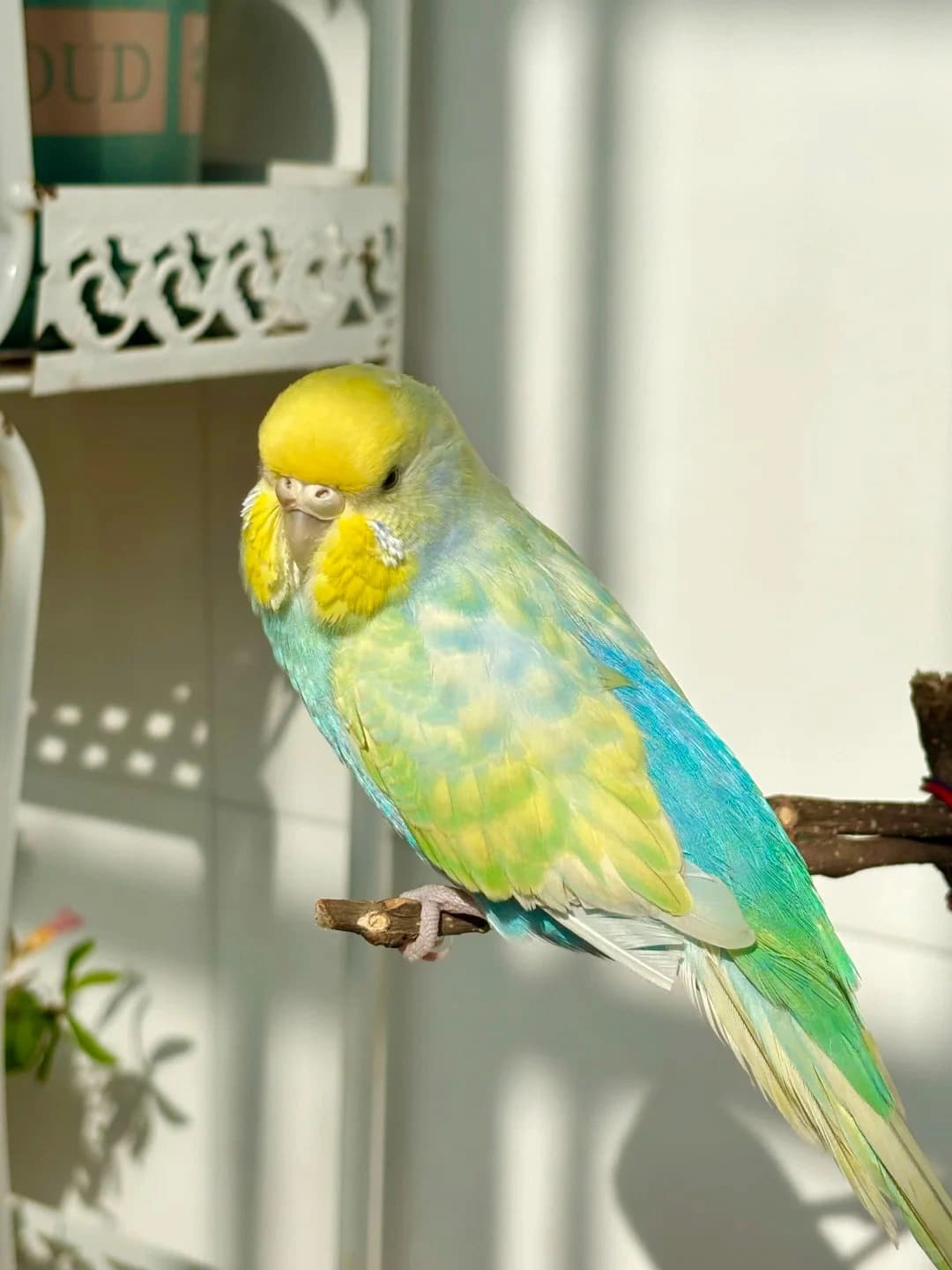 Original bird photo used for AI bird portrait generation