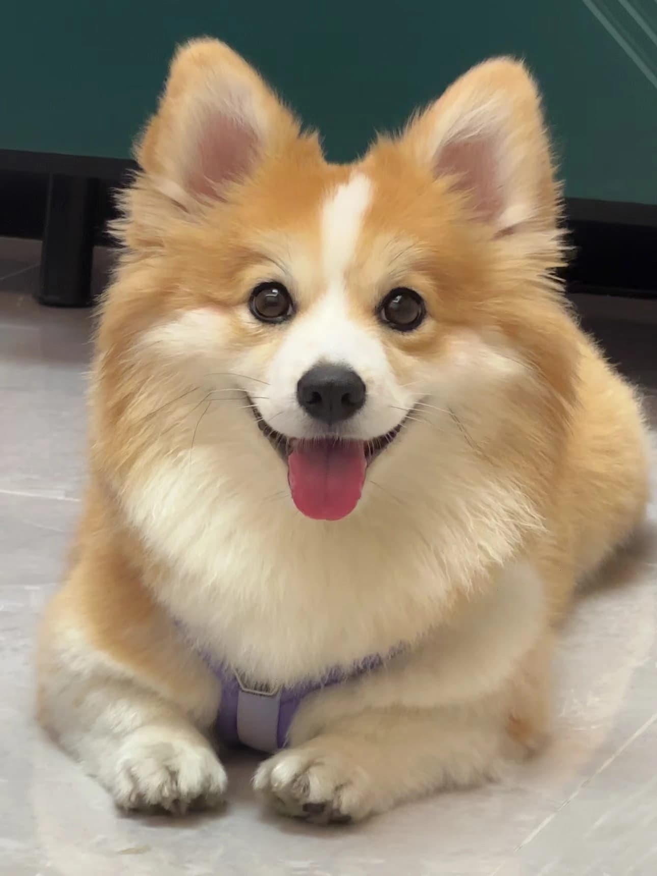 Original pet photo for Cyberpunk style