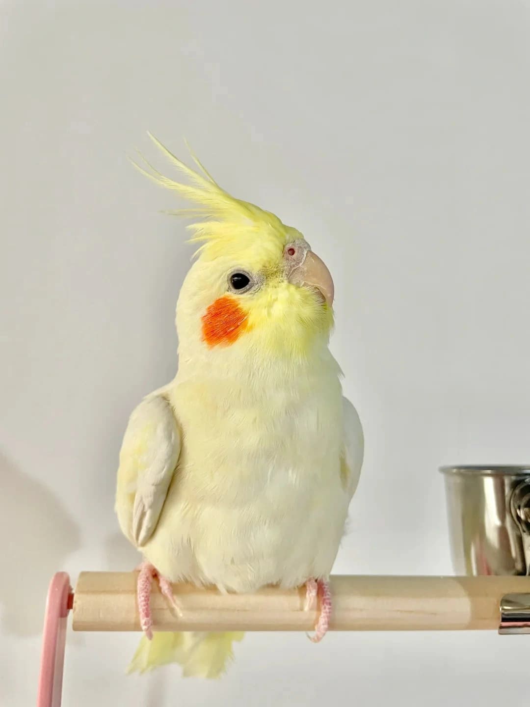 Original bird photo used for AI bird portrait generation