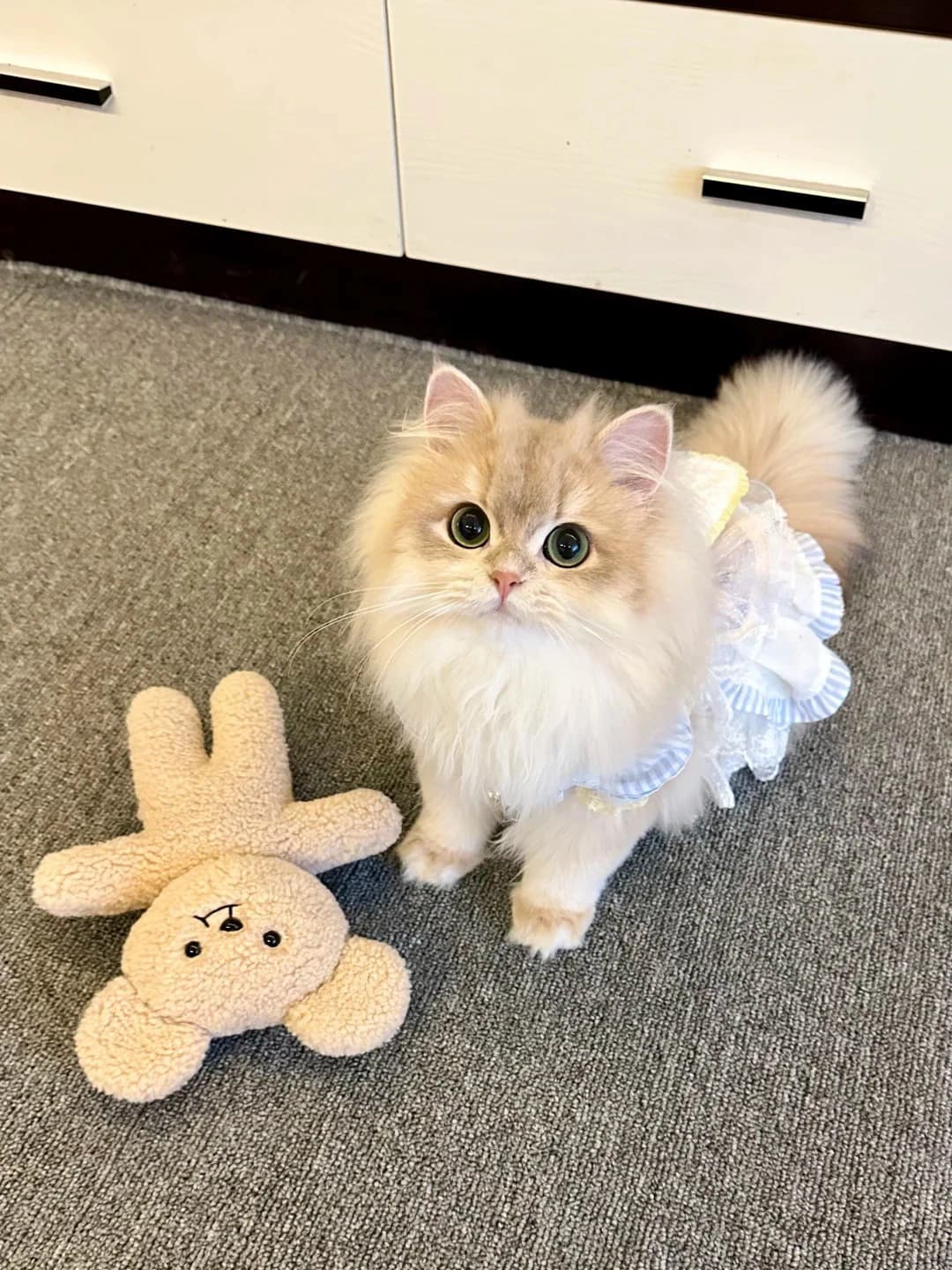 Original cat photo used for AI cat portrait generation