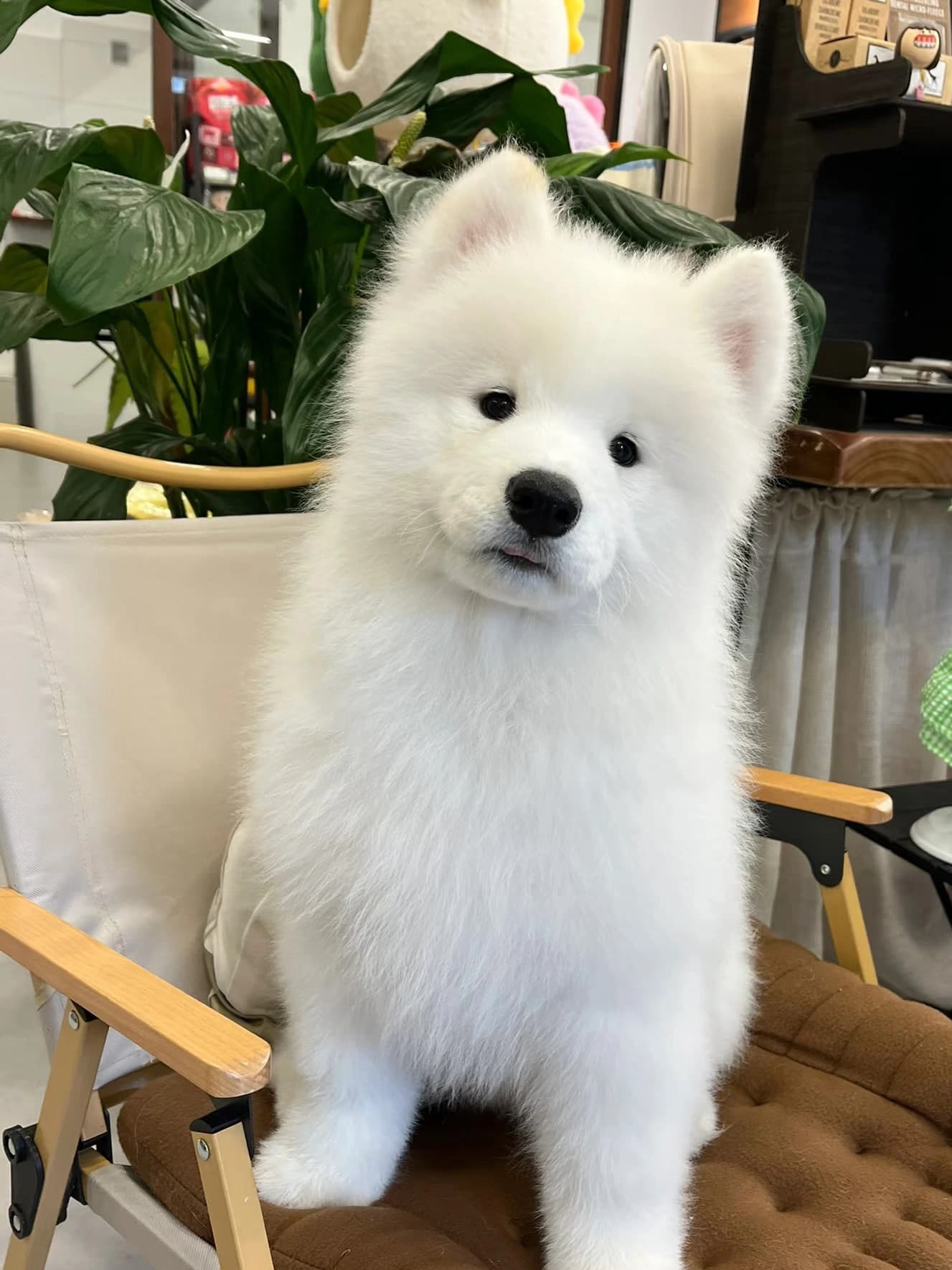 Original pet photo for Fantasy style