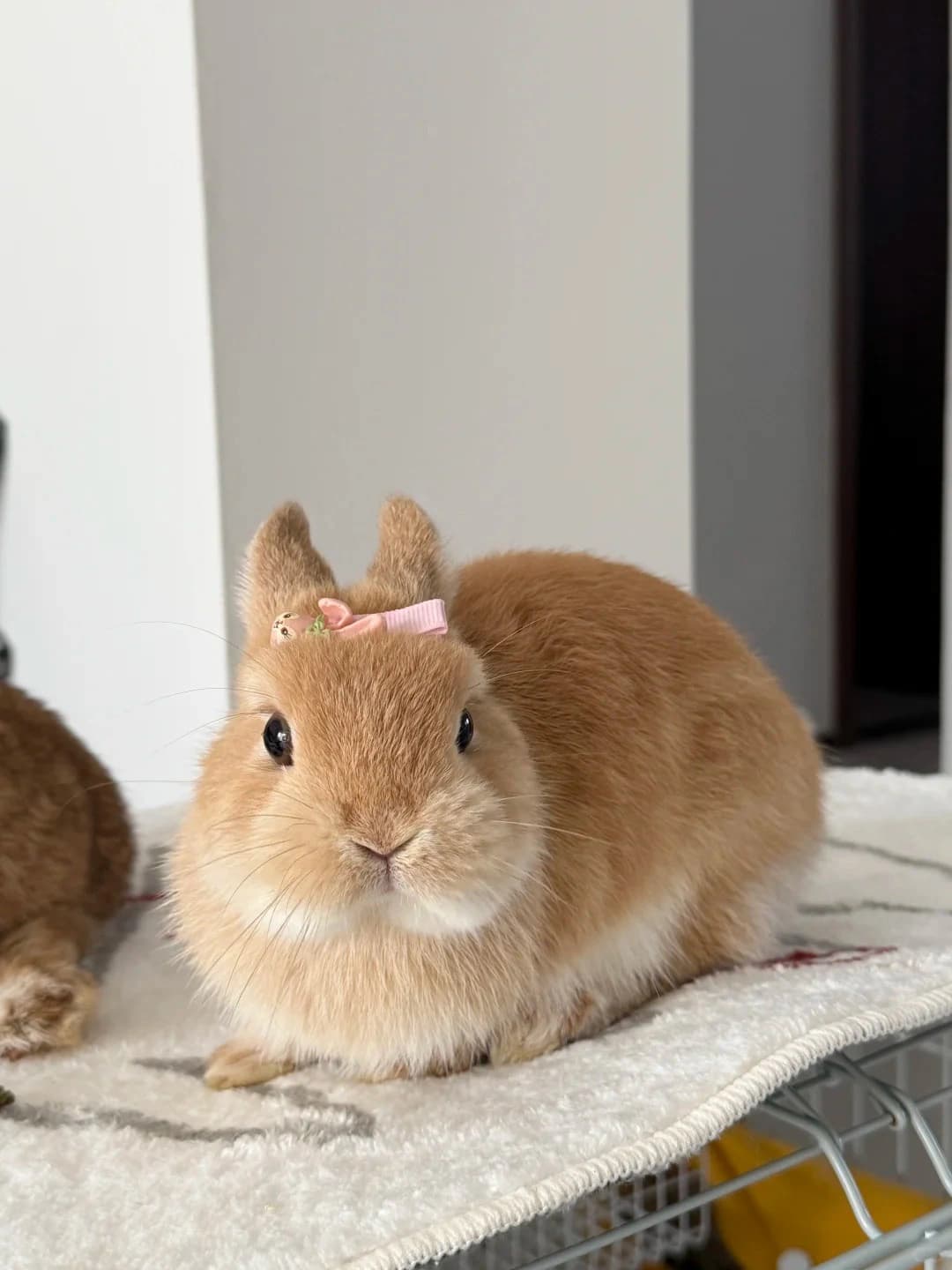 Original rabbit photo used for AI rabbit portrait generation