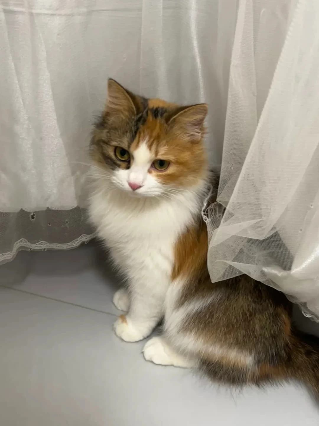 Original cat photo used for AI cat portrait generation