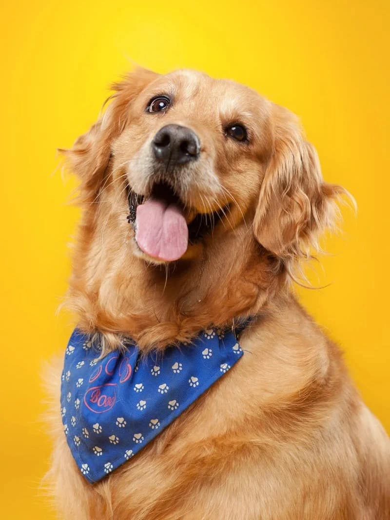 Original dog photo used for AI dog portrait generation