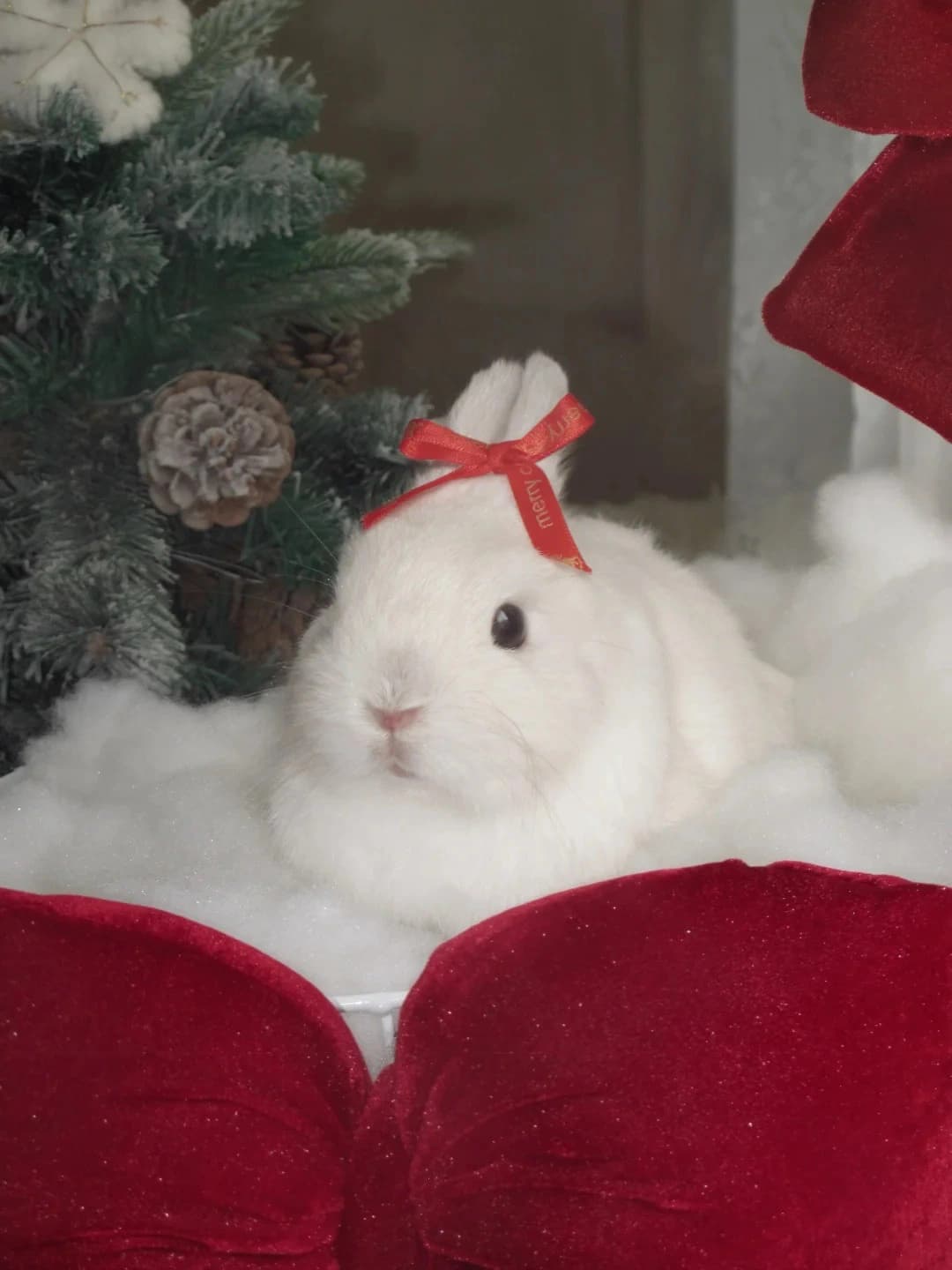 Original rabbit photo used for AI rabbit portrait generation