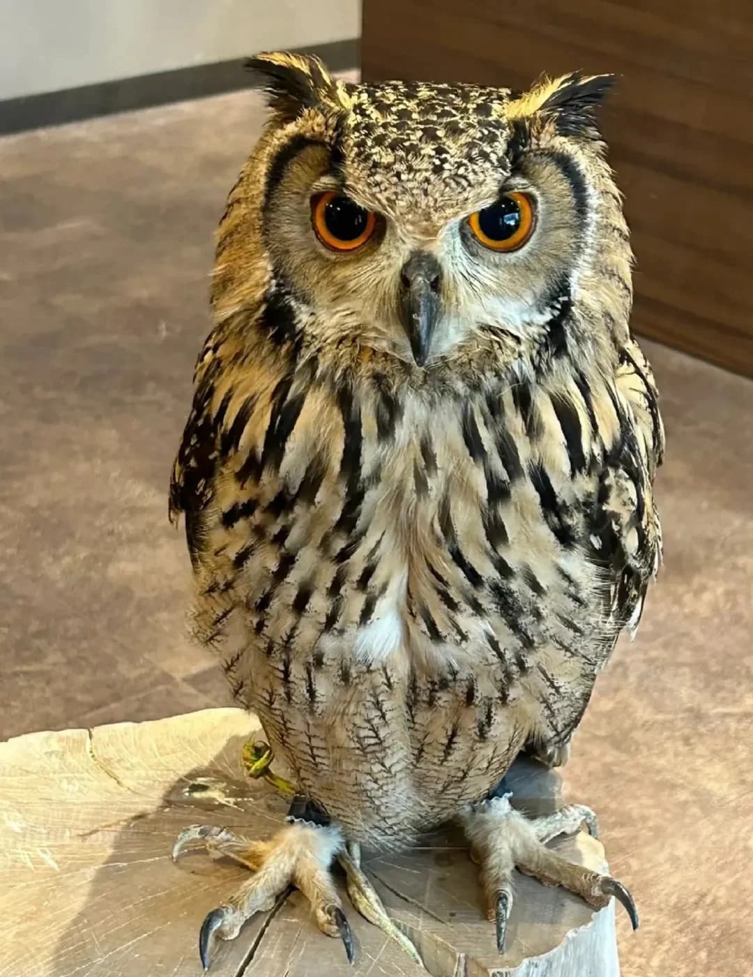 Original bird photo used for AI bird portrait generation