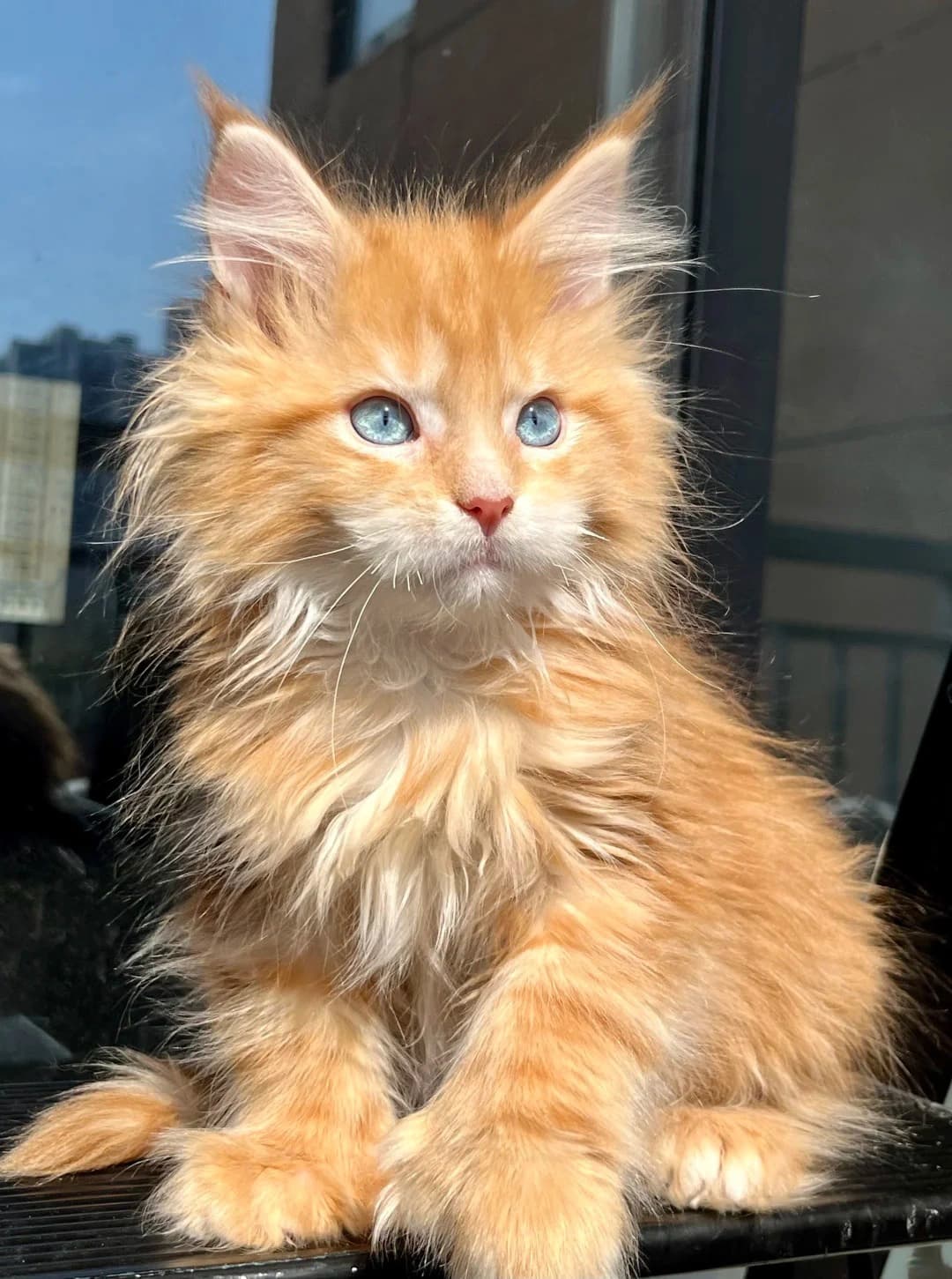 Original cat photo used for AI cat portrait generation