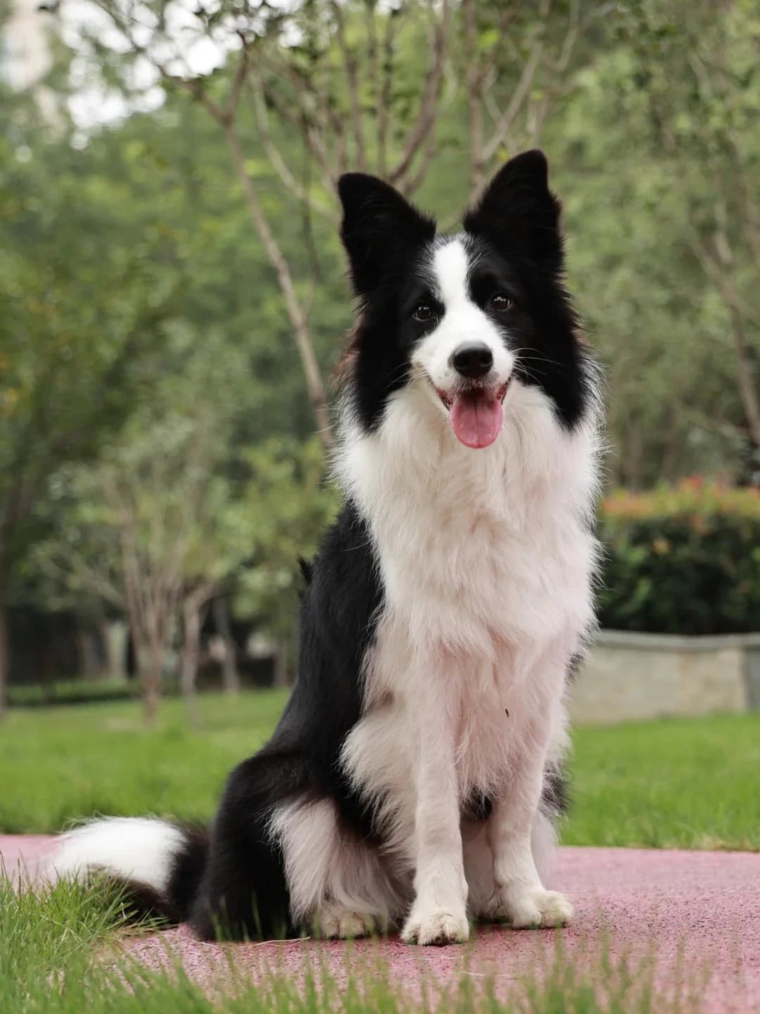 Original dog photo used for AI dog portrait generation