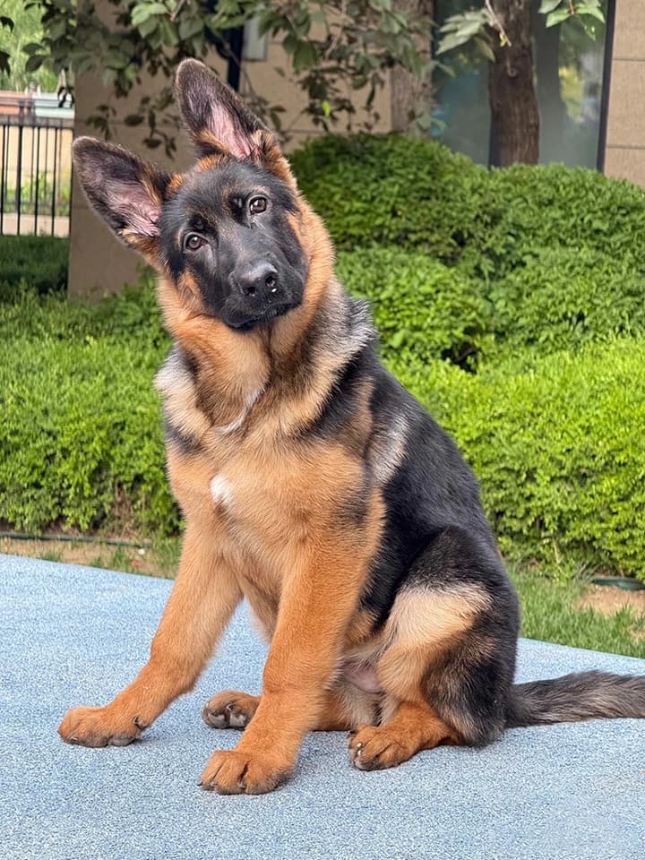 Original pet photo for Superhero style