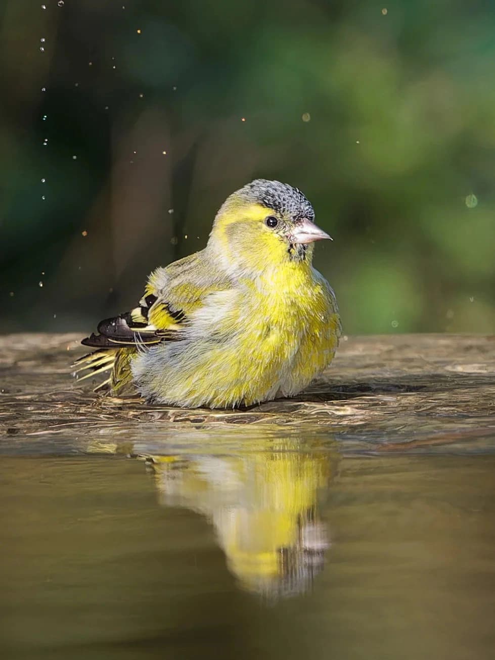 Original bird photo used for AI bird portrait generation