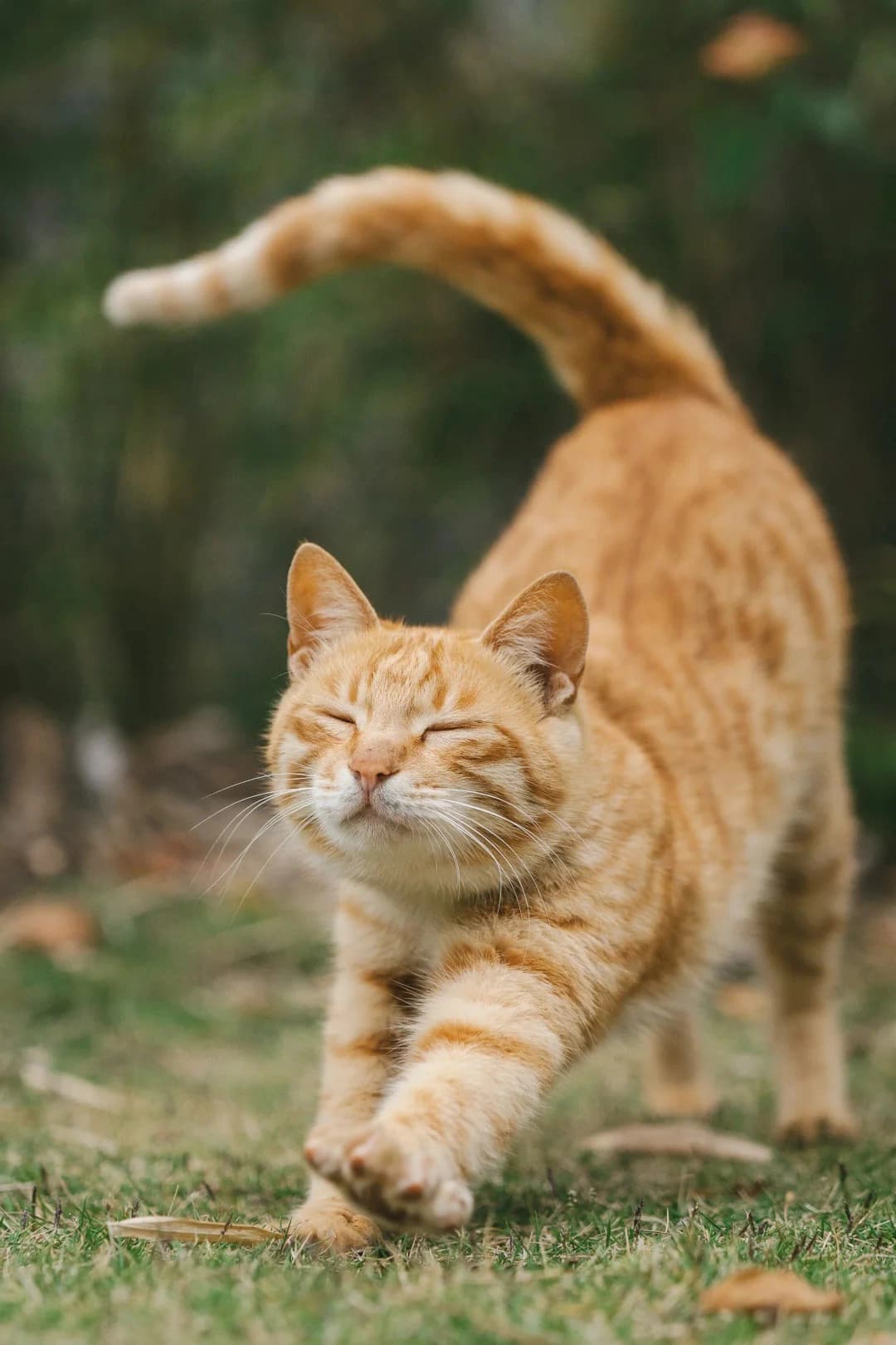 Original cat photo used for AI cat portrait generation