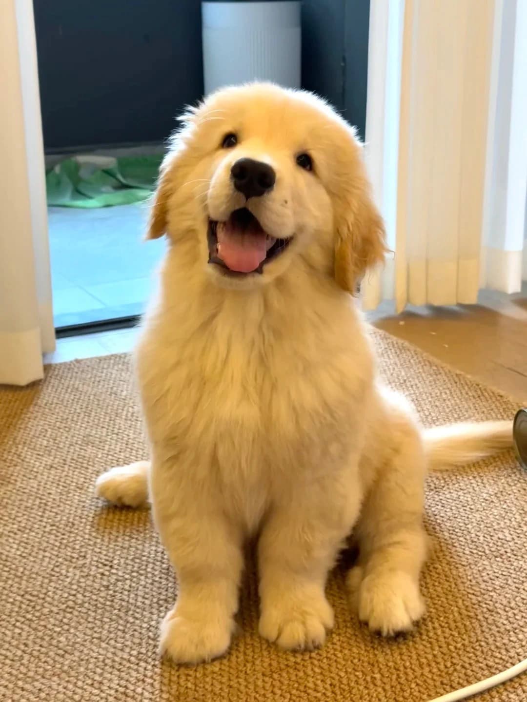 Original dog photo used for AI dog portrait generation