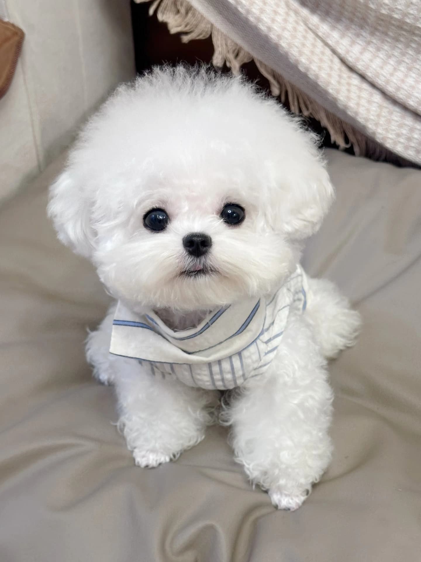 Original pet photo for Watercolor style