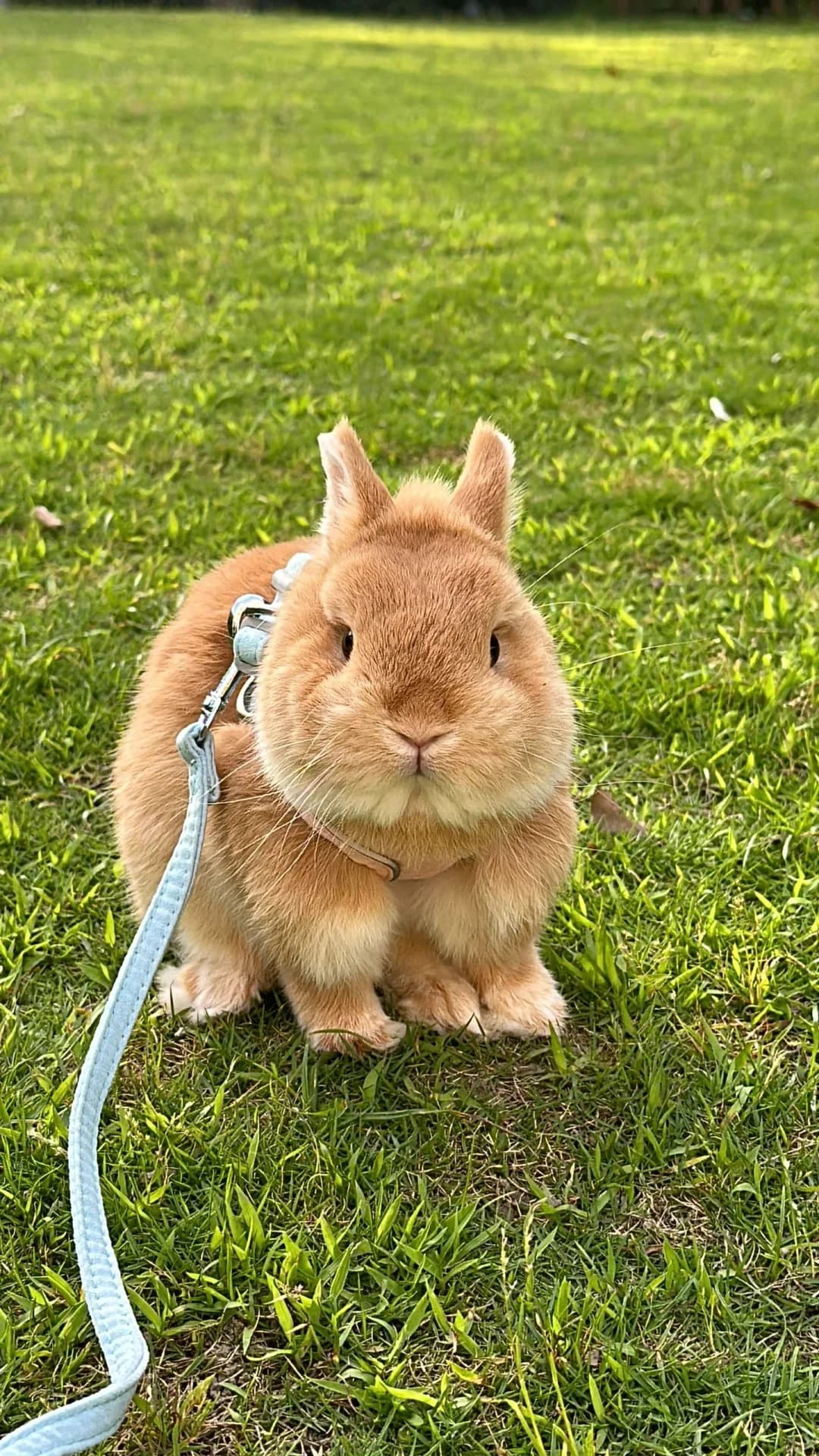 Original rabbit photo used for AI rabbit portrait generation